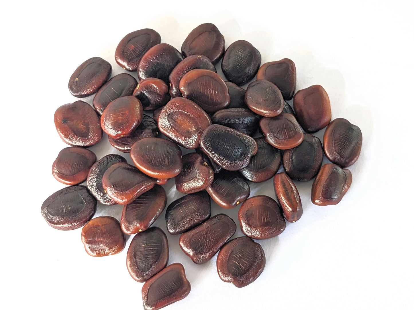 Raw Tamrind Seeds by Jaribooti