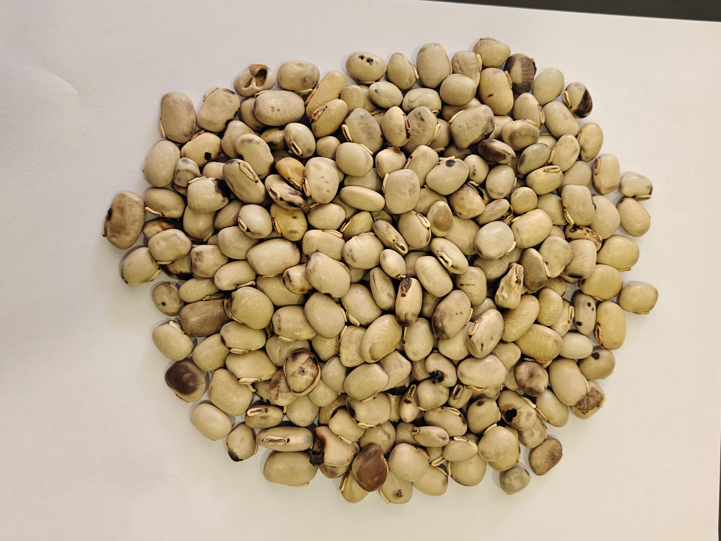 Safed Kauch Seeds by Jaribooti