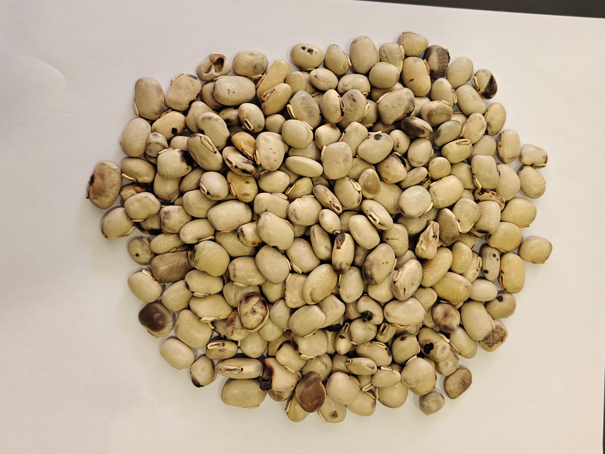 Safed Kauch Seeds by Jaribooti