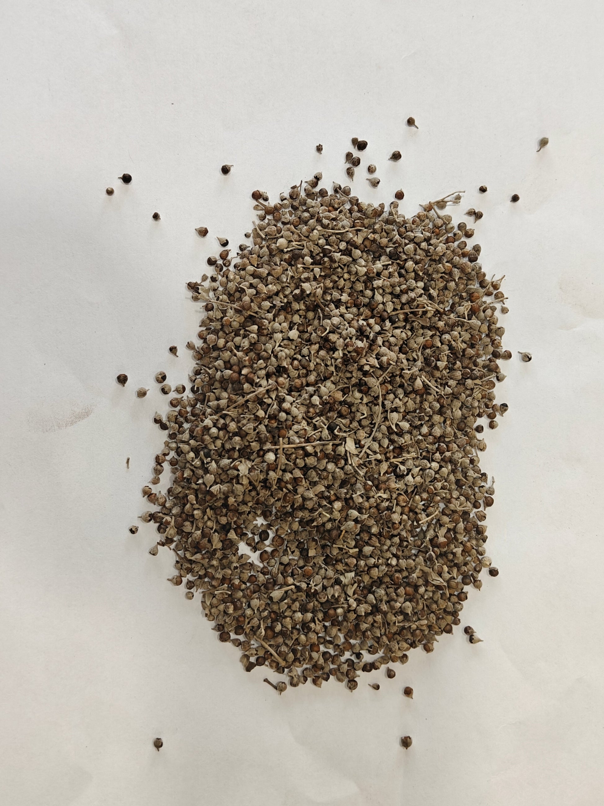 Nirgundi Seeds by Jaribooti