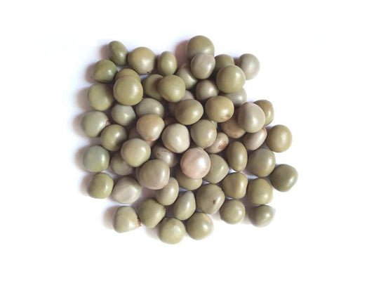 vinarghya | Sagargota|Katkaranj|Fever Nut|Caesalpinia Bonducella|Karanjwa|Kalarchikai|Vajra Bijaka|Indian Beech|Lata Karanj|Gajaa | Sagargoti|Saargota|Letaguti|Gajga|Gajikekayi