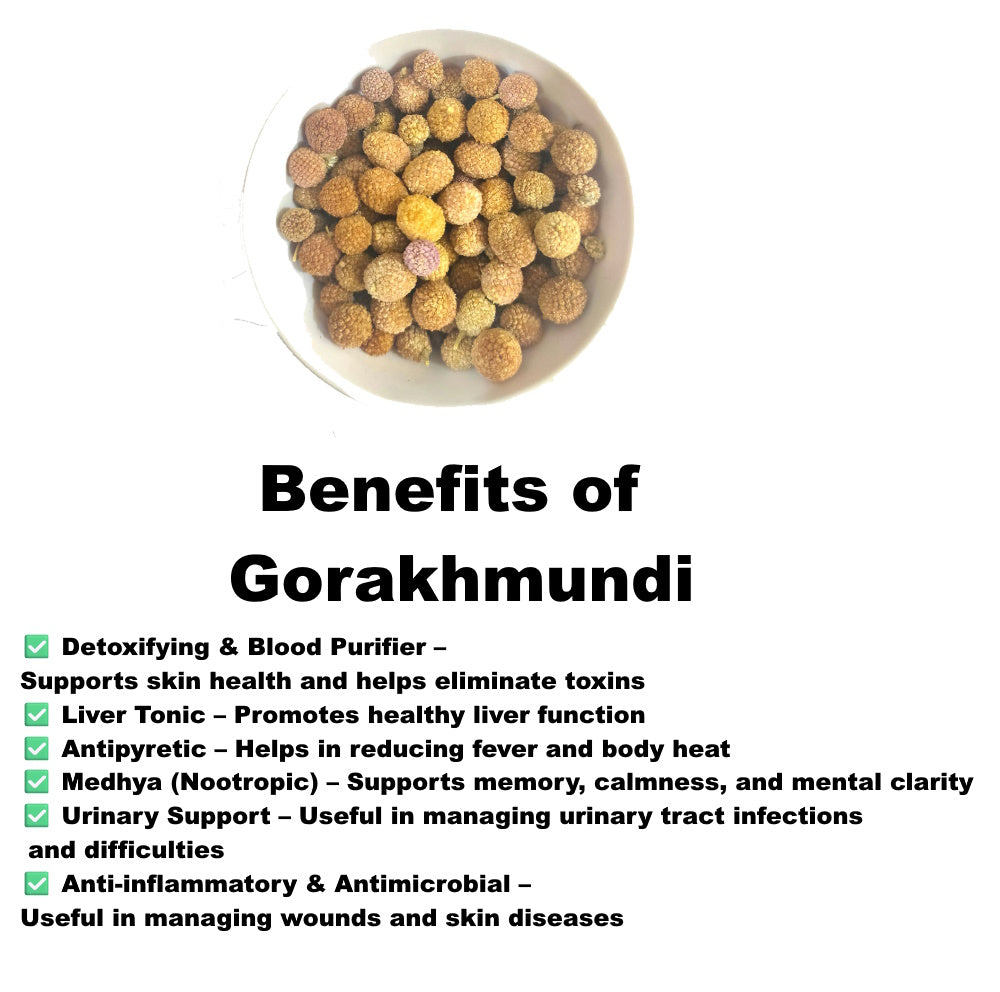 Gorakh Mundi | Mundi |गोरखमुंडी|Bodasaramu|Kottakaranthai