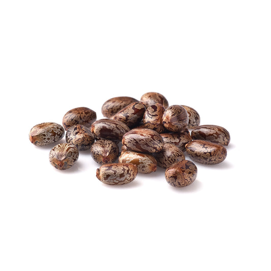 ARANDI BEEJ (RICINUS COMMUNIS)|CASTOR SEEDS|BEEJ ARANDI|ERAND SEEDS